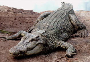 Teluk Sengat Crocodile Farm Teluk Sengat Crocodile Farm