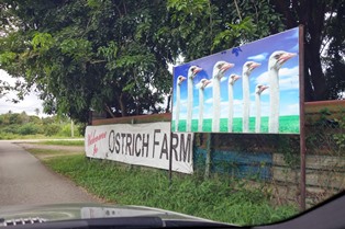Ostrich Farm Ostrich Farm