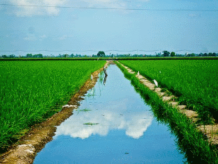 Sekinchan Paddy Field